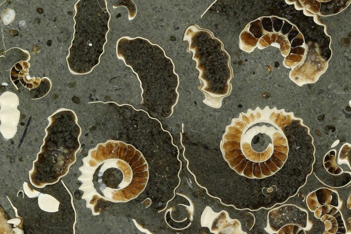 Polished Ammonite (Promicroceras) Fossil - Marston Magna Marble #129303